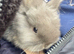 Mini lops (2 boys 1 girl)