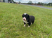 border collie pups both parents ISDS registered