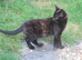 PRETTY FARM REARED TORTOISESHELL KITTEN