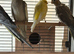 Baby budgies and cockatiels birds