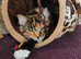 Maine Coon Beautiful Tiger Girl