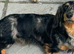 Kc reg silver dapple long haired male