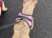 Female French bulldog