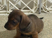Quality KC Registered Miniature Dachshund puppies