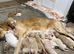 *Ready now* Health Tested Goldendoodles