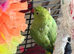 Indian ringneck female