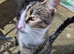 Beautiful young tabby cat