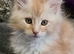Mainecoon kittens stunning!!