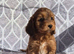 Cockapoo