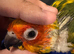 Selling baby handreared sun conures