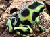 Green and black dart frogs