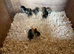 Chicks