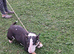 English bullterrier female