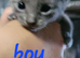 6 beutilful all grey kittens
