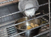 African grey female