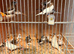 Bengelese silver bill + 2zebra finches 28 in total