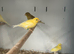 Varioue Stunning Baby Canaries