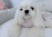 Kc reg Korean Maltese girl available