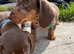 2 BOYS left READY NOW