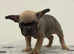 French bulldog puppies ready to leave