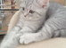 British Shorthair kittens
