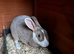 Mini Rex girl