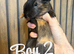 8 week old guinea pigs