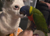 Rainbow lorikeet