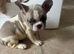 French bulldog puppies