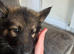 German shepherd puppies looking for forever home