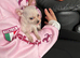 Chihuahua girl puppy for sale