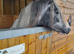 Blue & white welsh a cross cob mare