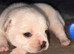 6 beautiful Frug Puppies