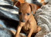 Adorable Miniature Pinscher Puppies