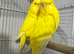 Latino yellow breeder pair