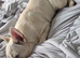 8 month old female frenchie