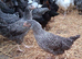 Coloured hybrids pullets