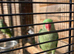 Alexandrian parakeet - 2y/o