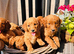 Miniature Golden Doodle Litter
