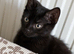 2 lovely kittens for sale