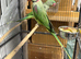 Breeding pair of Alexandrine parrot