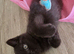 BRITISH GCCF BOY KITTEN READY NOW