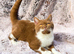 Beautiful Cinnamon British shorthair Female