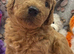 Beautiful F1b mini goldendoodles