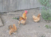 Trio Pekin Bantams