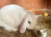 Blue eyed white mini lop