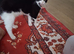 Luna is looking to be rehommed