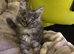 Chunky Mainecoon kittens