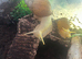 Giant African land snails