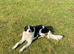 Collie lurcher